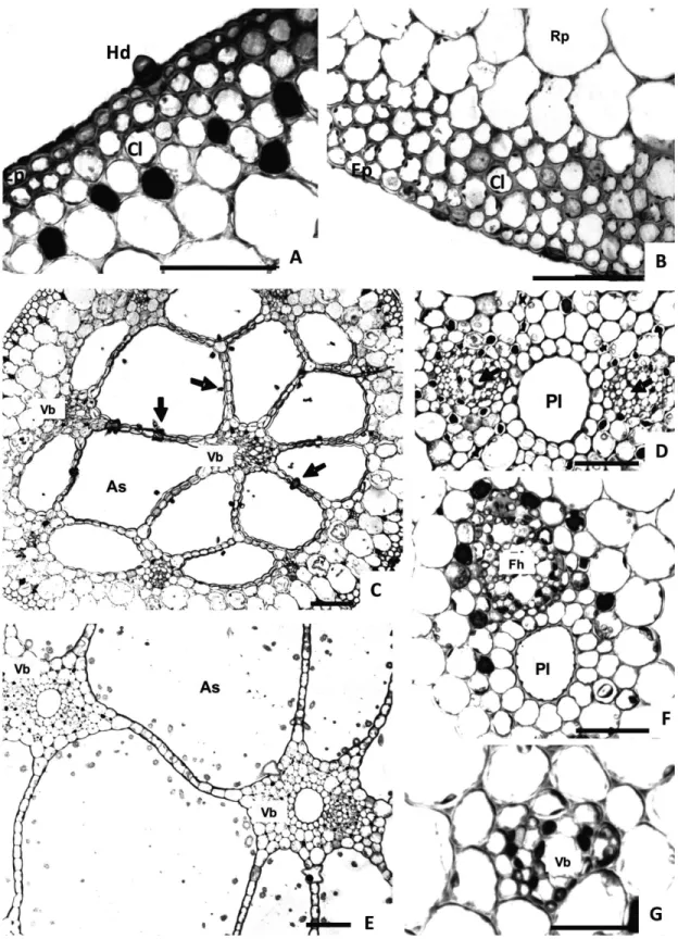 Figure 3 - Transverse section of the petiole of Nymphaea. Uniseriate epidermis and angular collenchyma (A) in N