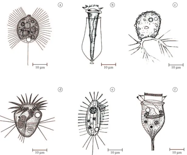 Figure 3. The  dominant  protozoan  in  the  reservoir  Ilha  Solteira:  a) Urotricha globosa;  b) Cothurnia annulata;  c)  Pseudodifflugia  sp.; d)  Halteria grandinella ; e)  Ctedoctema acanthocryptum and  f)  Vorticella aquadulcis-complex