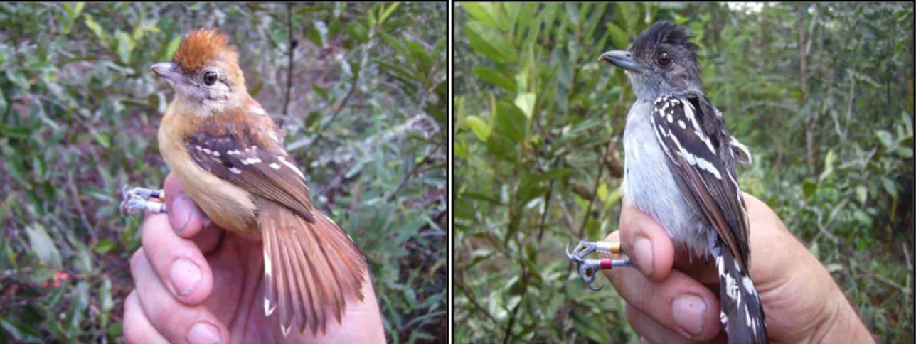 Figura  2  –  Choca-do-planalto  (Thamnophilus  pelzelni),  macho  (à  direita)  e  fêmea  (à  esquerda),  capturados e marcados na Estação Ecológica de Jataí, município de Luiz Antônio, SP