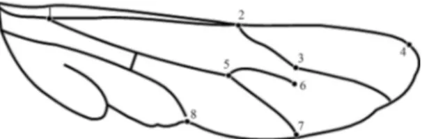 Figure 3 - Morphology of hind wings with the anatomic markers used for the morphometric analysis.