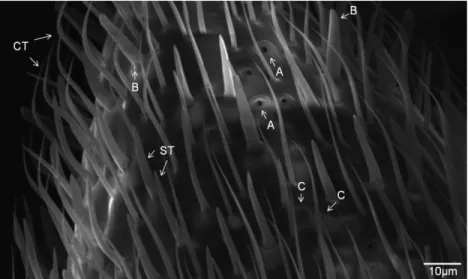 Figure 2 - SEM image showing details of the tip of F9 of the antenna of A. robusta including different types of sensilla: (CT) curved and (ST) straight trichoid, (B) basiconic, (A) ampullacea, and (C) coeloconic.