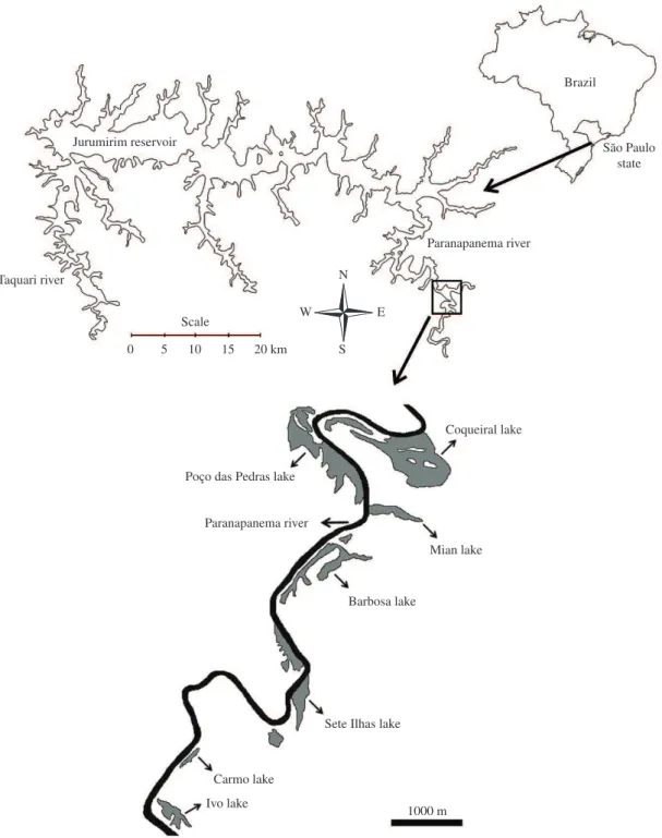 Figure 1. Location of the study area (schema of the lakes marginal to the Paranapanema River, modified from satellite image  obtained from Google Earth 2010).