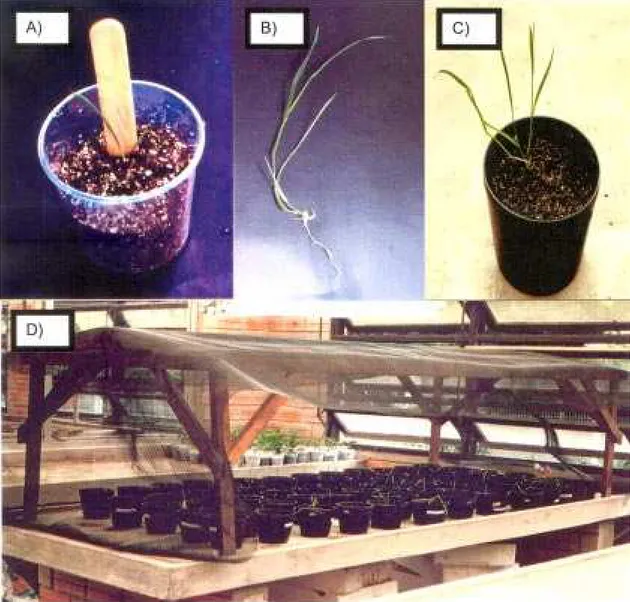 Figura 3. A) Período de aclimatização em vermiculita; B) plântula completa com raiz e parte aérea; C) plântulas em substrato em casa de vegetação; D) panorama geral das plantas em casa de vegetação.