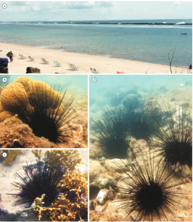 Figure 1. (a)  Partial view of Praia do Francês reefs, Alagoas State, northeast Brazil, (b) Diadema ascensionis near rocks  covered by the zoanthid Palythoa caribaeorum, (c) Juvenile Diadema ascensionis  among  the  branches  of  the  fire  coral  Millepor