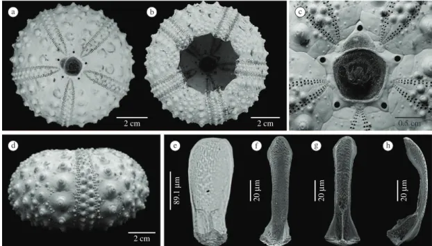 Figure 2. Diadema ascensionis (a) Dorsal view of test, (b) Oral view of test, (c) Detail of apical system, (d) Lateral view  of test; (e) Valve ossicle of a triphyllous pedicellariae (optic microscope), (f) Dorsal view of valve ossicle of tridentate  pedic