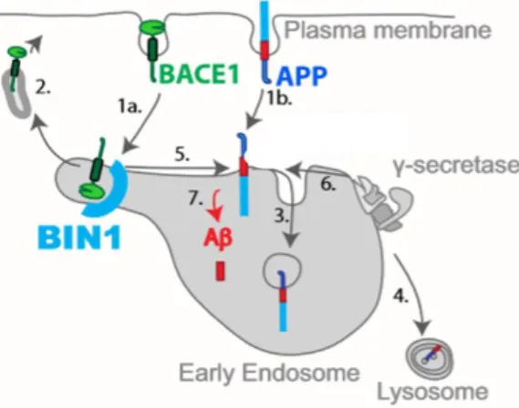 Figure I.3-  Model for the role of BIN1 in Aβ endocytic generation in early endosomes