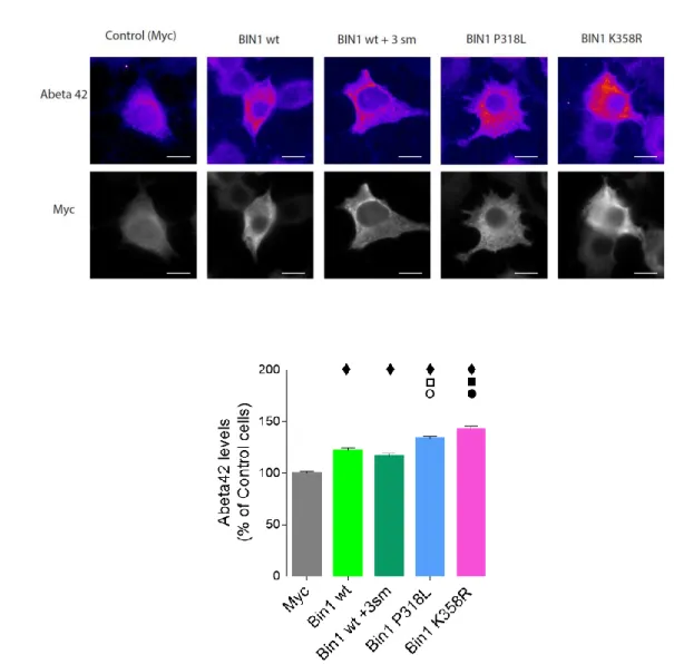 Figure III.2- Overexpression of BIN1 mutants P318L and K358R increases Aβ42 levels.  N2a cells  were transiently transfected with myc-BIN1 wt (BIN1 wt), myc-BIN1 wt with 3 silent mutations (BIN1 wt + 3sm),  myc-BIN1 P318L (BIN1 P318L) and myc-BIN1 K358R (B