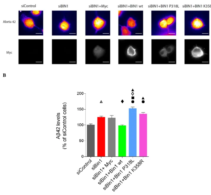 Figure III.3- BIN1 mutants do not rescue Aβ42 levels caused by BIN1 knockdown.  siBIN1 was used  for  72  hours  in  order  to  silence  endogenous  BIN1  in  N2a cells