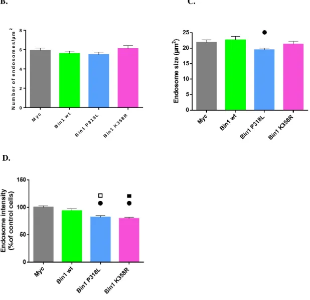 Figure III.5- Effect of BIN1 wt and BIN1 mutants in early endosome number, size and intensity