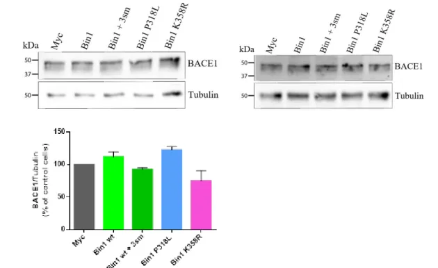Figure III.6- BACE1 levels in cells overexpressing BIN1 wt, BIN1 P318L and BIN1 K358R