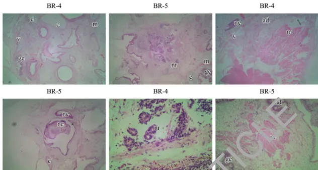Figure 8. Histological analysis of hematoxylin-eosin stained images of sections of teratomas derived from BR-4 and BR-5  hES cells showing derivatives from the three embryonic germ layers