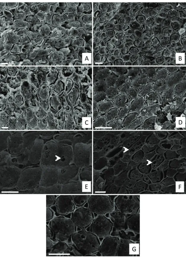 Figure 2. Scanning electron micrographs of Copaifera langsdorffii seeds during the imbibition process