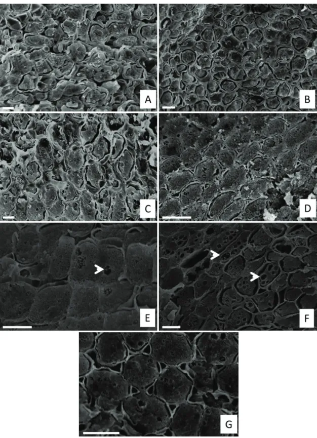 Figure 2. Scanning electron micrographs of Copaifera langsdorffii seeds during the imbibition process