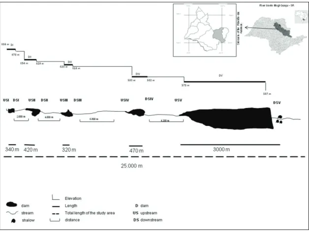Figure 1. Geographic location of the hydrographic basin of Ribeirão das Anhumas (central region of São Paulo state) and  schematic representation of the longitudinal profile with indication of the dams and segments studied