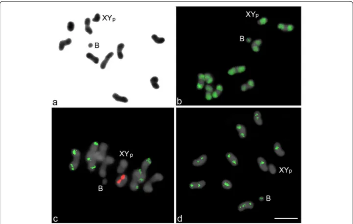 Figure 1 Metaphase I stages of Coprophanaeus cyanescens carrying 1 B chromosome. Conventional staining (a), FISH mapping of C 0 t-1 DNA (b), 18S (green) and 5S (red) rRNA genes (c) and LOA-like non-LTR retrotransposon (d)
