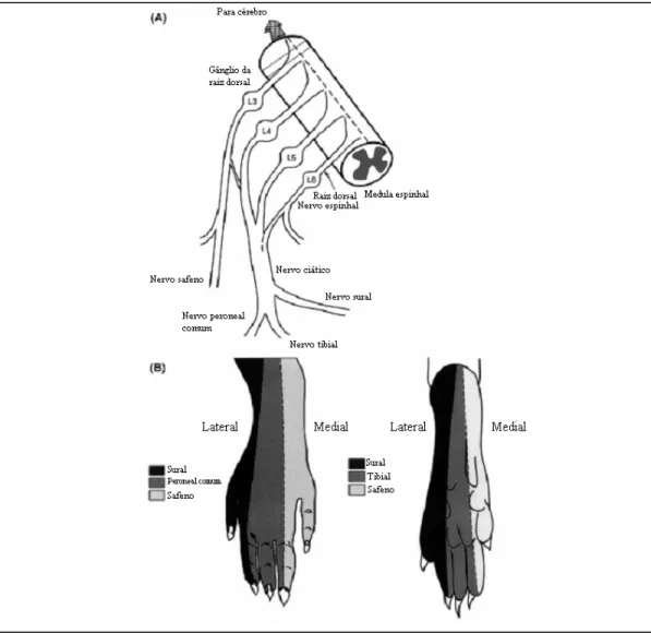 Figura 2. (A) Diagrama da neuroanatomia da pata traseira do rato. (B) Zonas diferentes das superfícies dorsal e  plantar  da  pata  do  rato,  inervadas  pelos  ramos  terminais  do  ciático  e  nervo  safeno