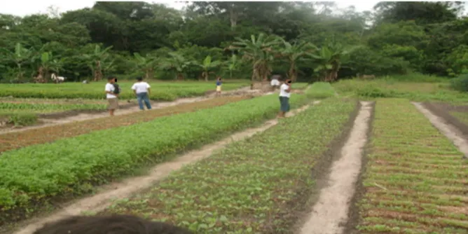 Figura  03  –  Alunos  da  Escola  Agrícola  Maurício  Machado  apreciando  a  área  de  produção  da  comunidade quilombola de Boa Vista do Itá