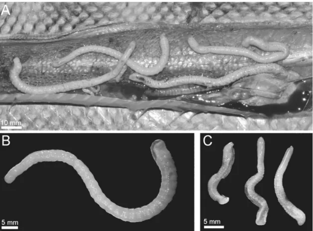 Figure 1. Porocephalus sp. found in lung cavity of Bothrops asper, Costa Rica. (A) Infection during isolation (B) Female  and (C) Males.