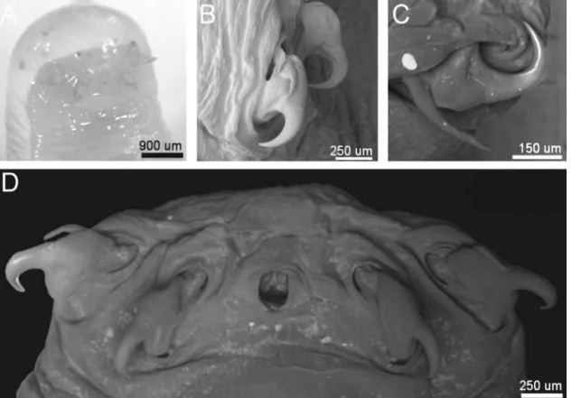 Figure 2. Porocephalus sp. ex Bothrops asper, Costa Rica. (A) Cephalothorax under stereomicroscope