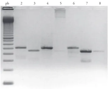 Figure  1.  Ethidium  bromide-stained  2%  agarose  gel  showing   ampliication of a 450 bp product for Babesia-positive samples (lanes  3, 5, 7, and 8) and 520 bp product for Hepatozoon-positive samples  (lanes 2, 4, and 6)