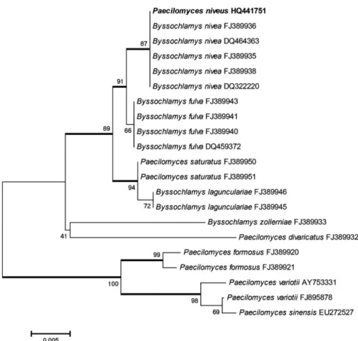 Figure 1. Phylogenetic tree of Paecilomyces and Byssochlamys species based on ITS sequences