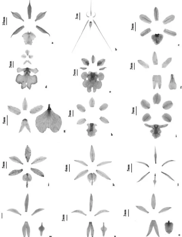 Figure 2. (a-o) Perianth pieces of Oncidiinae (Orchidaceae) species from the Great Curve of Xingu River