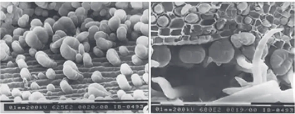 Figura 1 – Tricomas glandulares da Baccharis dracunculifolia localizados na  superfície de suas folhas, visualizados por microscopia eletrônica (Bastos, 2001)