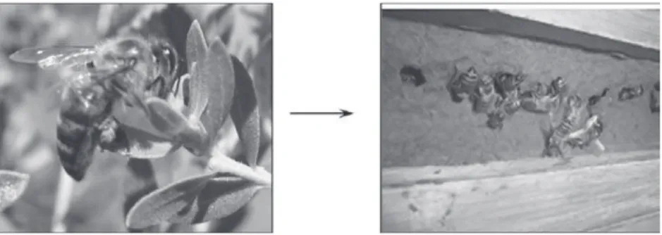 Figura 2 – Apis mellifera coletando em ápices vegetativos de Baccharis dra- dra-cunculifolia para, em seguida, produzir a própolis verde (da Silva Filho, 2006; 