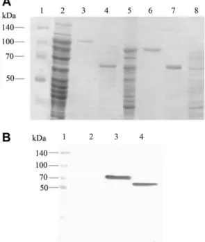 Fig. 1. Vip3Aa and Cry1Ia10 protein expression. (A) 10% SDS PAGE gel detection of purified and activated Cry1Ia10 and Vip3Aa