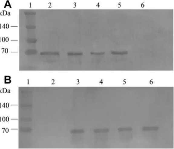 Fig. 2. Detection of the putative receptor (65 kDa) for biotinylatedVip3Aa (A) and Cry1Ia10 (B) toxins in the midgut of Spodoptera spp