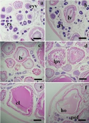 Figure 5. Histological aspects of oocyte development stages  of H. brasiliensis: (a) perinucleolus stage or reserve stock  (rs)  and  early  yolk  vesicle  (eyv);  (b)  lipid  vitellogenesis  (lv) and rs; (c) lv (d) lipid and protein vitellogenesis (lpv); 