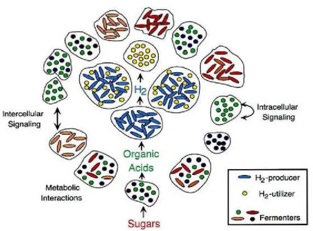 Figure 1. Example of microbial community ecology. The four central microcolonies  correspond to organisms that generate and consume hydrogen