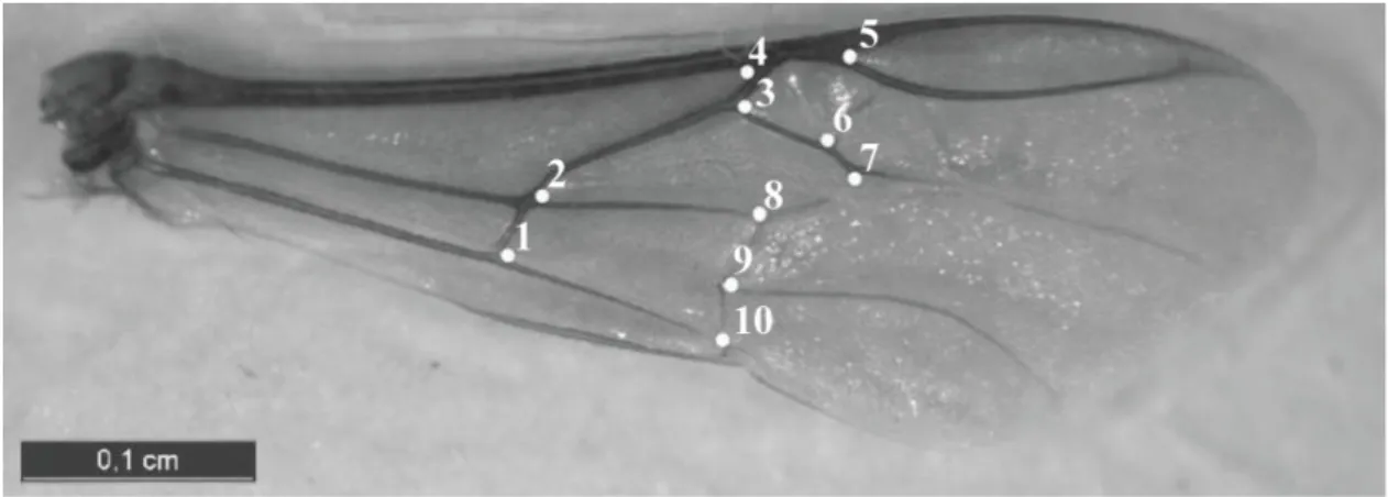 Figure 1. Right forewing of Melipona subnitida with 10 anatomical landmarks scored in the vein junctions and used for  morphometric analysis.