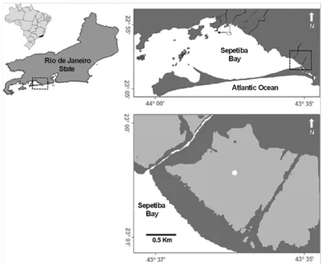 Figure 1.  Sampling site location in the Guaratiba salt flat (light gray) surrounded by mangrove forest (dark gray), in Sepetiba  Bay, Rio de Janeiro State – Brazil.