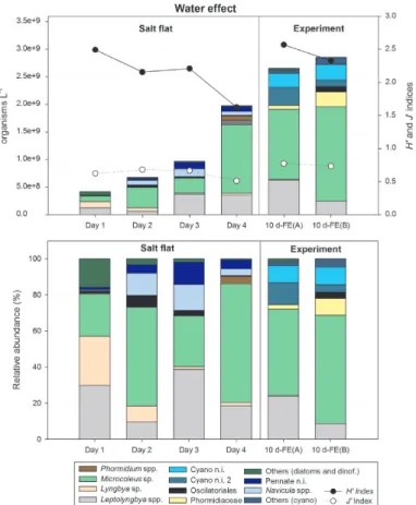 Figure 2. Abundance in organisms L -1 , Shannon Index ( H ’) and Evenness Index ( J ’), and, relative abundance (%) of the most  abundant taxa in the microbial mat during desiccation and flood periods