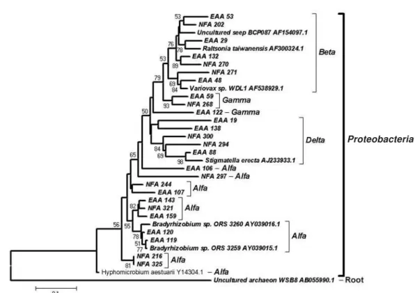Figure 2. Phylogenetic dendrogram showing clones belonging to Proteobacteria, obtained from partial sequences of 16S rRNA gene from native forest soil (NFA) and eucalyptus arboretum area (EAA)