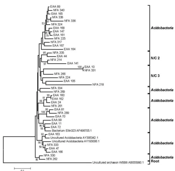Figure 3. Phylogenetic dendrogram showing clones belonging to Acidobacteria, obtained from partial sequences of 16S rRNA gene from native forest soil (NFA) and eucalyptus arboretum area (EAA)