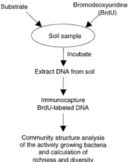 FIG. 2. Strategy to measure bacterial functional redundancy in soil.
