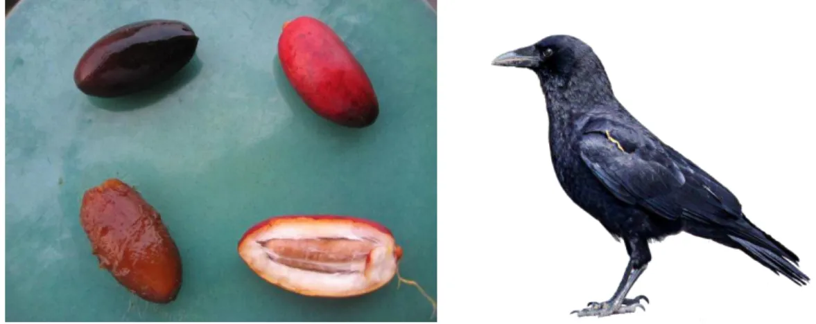 Fig. 3 e 4. Fruto fresco da tamareira (phoenix dactylifera), à esquerda, e corvo  (corvus corax), predominante na região do Crescente Fértil, à direita