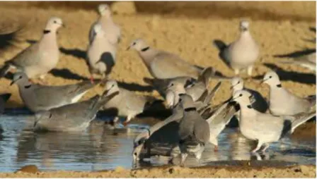 Fig. 5. Pombas (columbidae) junto às águas. 