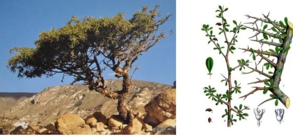 Fig. 7 e 8. Aspectos da árvore e dos galhos da árvore commiphora myrrha.  