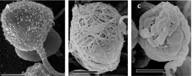 Fig.  2.  Scanning  electron  micrographs  showing  the  three-dimensional  cytoarchitecture  of  DRG neurons