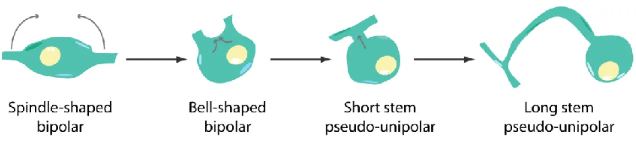 Fig. 1. Morphological changes leading to a  pseudo-unipolar  morphology. Initially, most DRG  neurons  are  spindle-shaped  bipolar