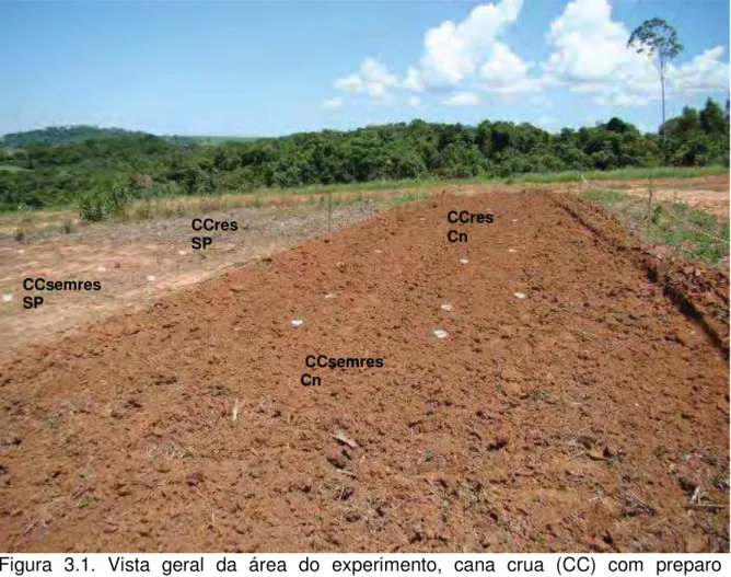 Figura 3.1. Vista geral da área do experimento, cana crua (CC) com preparo  convencional sem resíduos (CCsemres Cn); cana crua com resíduos e  preparo convencional (CCres Cn); cana crua sem resíduos e sem  preparo (CCsemres SP), e cana crua com resíduos se