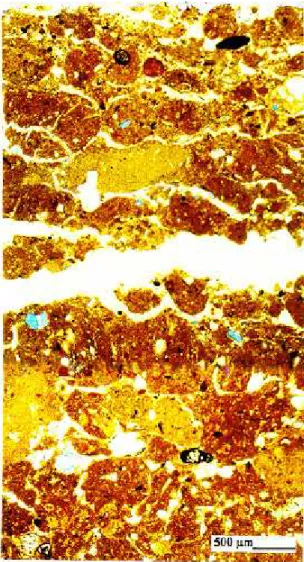 Figura 4. Fotomicrografia do  detalhe da crosta erosional desenvolvida nos primeiros centímetros do solo, no  trata-mento  com  0%  de  cobertura  (solo  exposto)