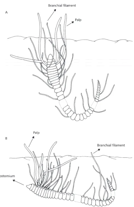 Fig. 1 — Cirriformia filigera in a J-shaped position in the sediment (A), and holding the posterior branchial filaments out of the sediment (B).