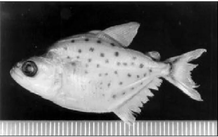 Fig. 2 — Specimen (32 mm standard length) of  S. brandtii captured in Cajuru Reservoir.