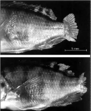 Fig. 5 — Specimens of Tilapia rendalli with mutilated caudal fins, collected in the Cajuru Reservoir.