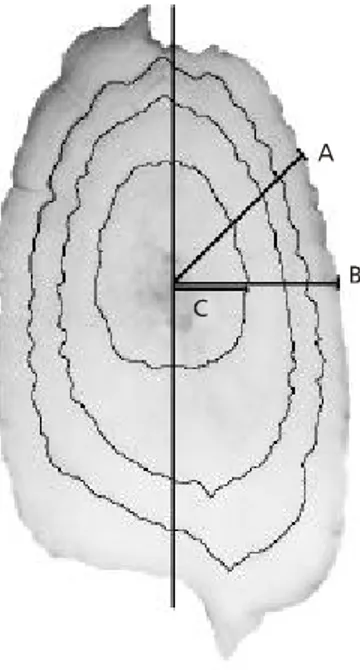 Fig. 1 — Schematic drawing of the pectoral fin-spine of S. lima, showing the measurements taken: A = radius at 45°; B = ra- ra-dius at 0°; C = rara-dius of the first ring.