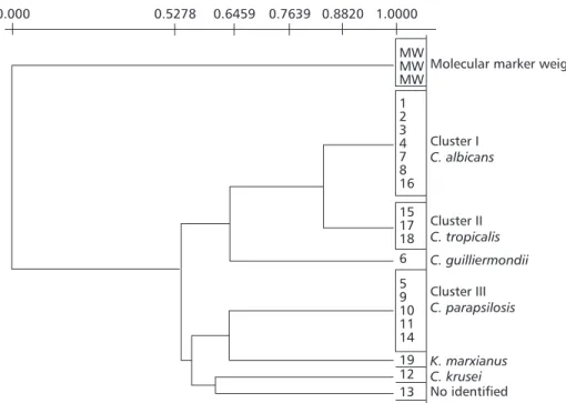 Fig. 1 — Dendrogram of the 19 yeast strains electrophoretic protein profiles obtained by UPGMA using the Simple Matching coefficient (SM)